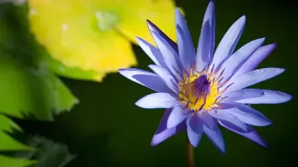 عکس گل نیلوفر آبی