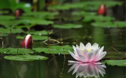  عکس گل نیلوفر واقعی