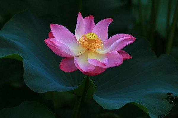  عکس های گل نیلوفر آبی