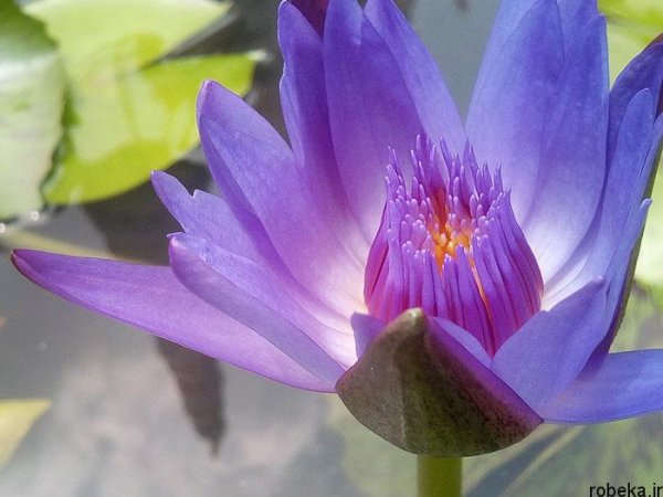  عکس های گل نیلوفر آبی