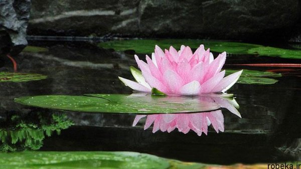  عکس های گل نیلوفر آبی
