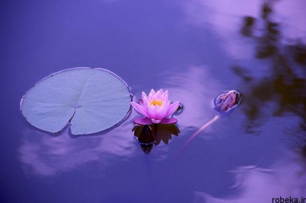  عکس های گل نیلوفر آبی