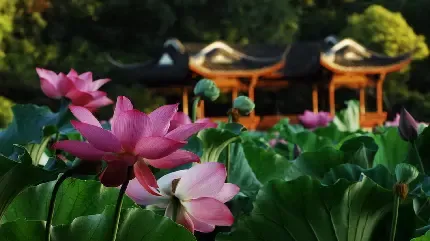  تصویر گل نیلوفر آبی