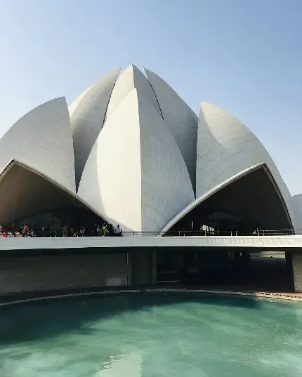  تصویر گل نیلوفر آبی