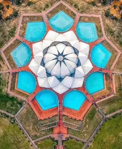  تصویر گل نیلوفر آبی