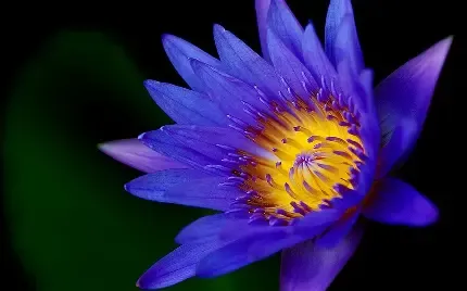  تصویر گل نیلوفر آبی