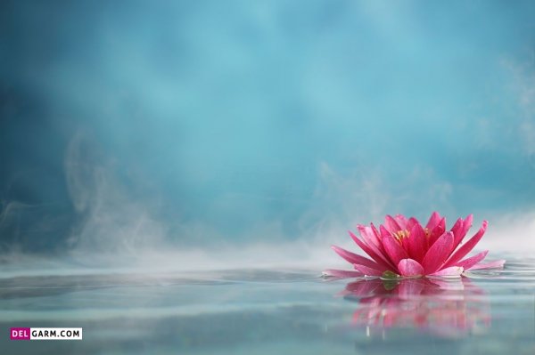  عکس پروفایل گل نیلوفر آبی