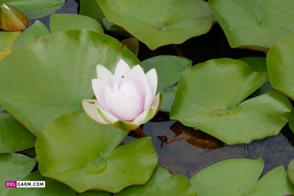  عکس پروفایل گل نیلوفر آبی