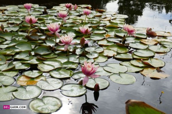  عکس پروفایل گل نیلوفر آبی