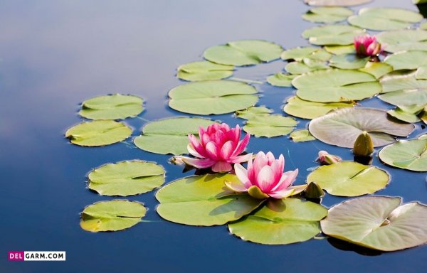  عکس پروفایل گل نیلوفر آبی