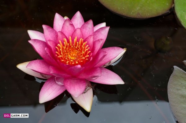  عکس پروفایل گل نیلوفر آبی