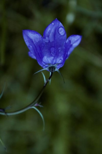 عکس پس زمینه گل نیلوفر آبی