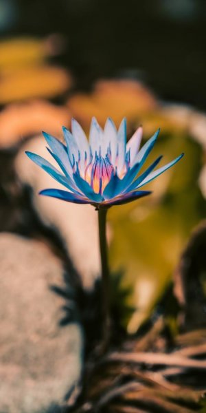  عکس پس زمینه گل نیلوفر آبی