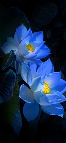  عکس پس زمینه گل نیلوفر آبی