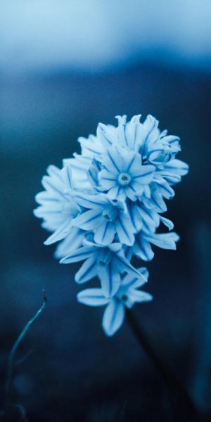  عکس پس زمینه گل نیلوفر آبی