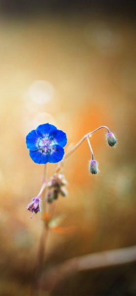  عکس پس زمینه گل نیلوفر آبی