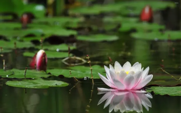  عکس های زیبا از گل نیلوفر آبی