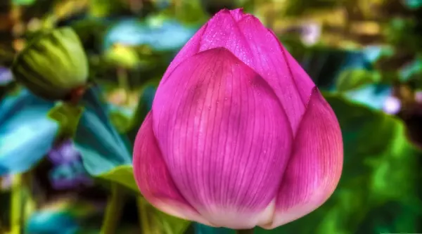  عکس گل نیلوفر آبی طبیعی