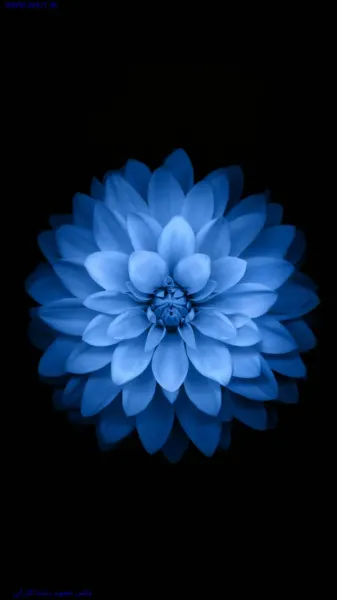 عکس گل نیلوفر آبی برای بک گراند