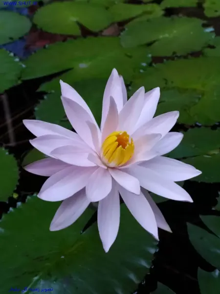  عکس گل نیلوفر آبی برای بک گراند