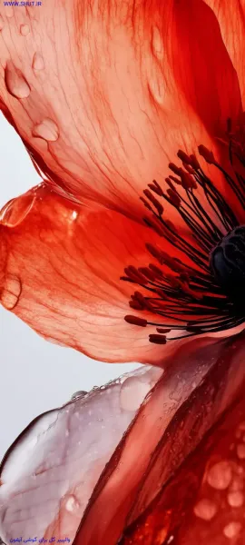  عکس گل نیلوفر آبی برای بک گراند