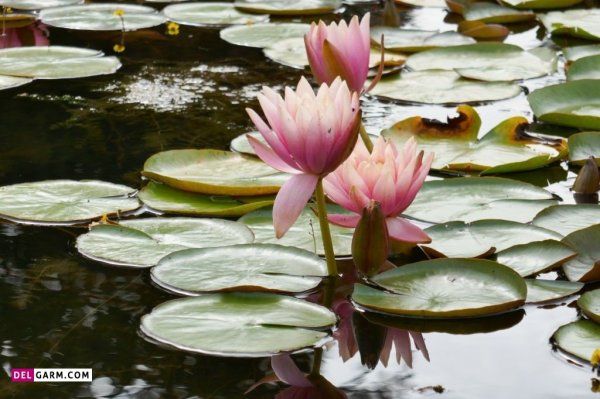  عکس گل نیلوفر آبی برای والپیپر گوشی