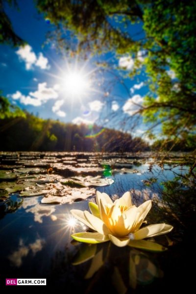  عکس گل نیلوفر آبی برای والپیپر گوشی