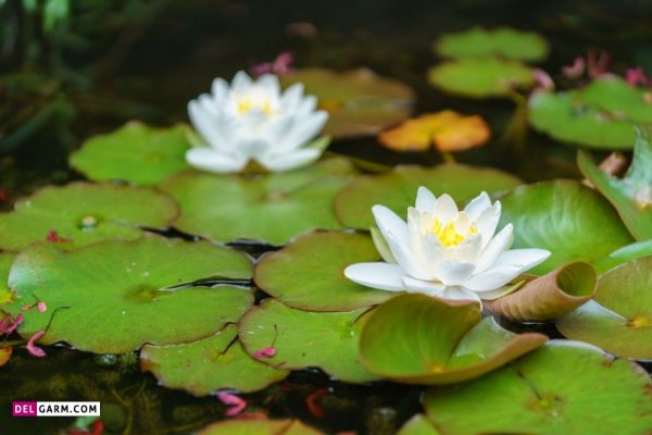  عکس گل نیلوفر آبی برای والپیپر گوشی