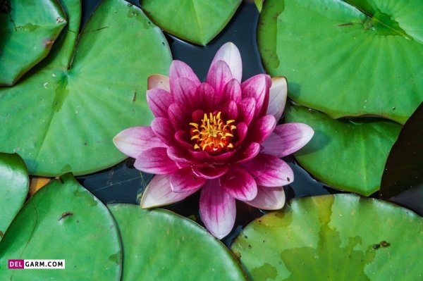  عکس گل نیلوفر آبی برای والپیپر گوشی