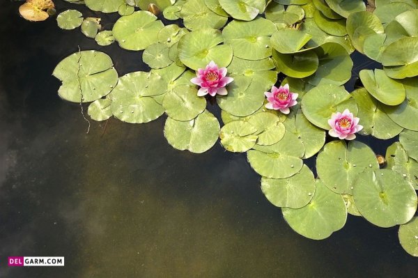  عکس گل نیلوفر آبی برای والپیپر گوشی