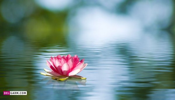  عکس گل نیلوفر آبی برای والپیپر گوشی