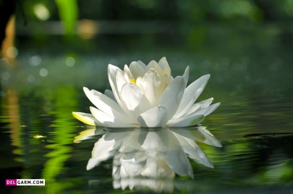  عکس گل نیلوفر آبی برای والپیپر گوشی