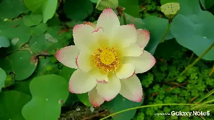 عکس گل نیلوفر آبی برای استوری