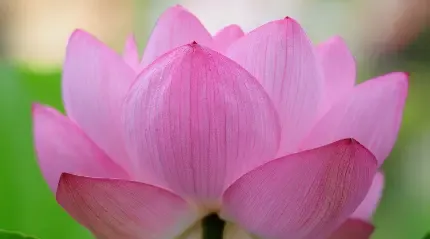  عکس گل نیلوفر آبی برای استوری