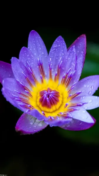  عکس گل نیلوفر آبی برای اینستاگرام