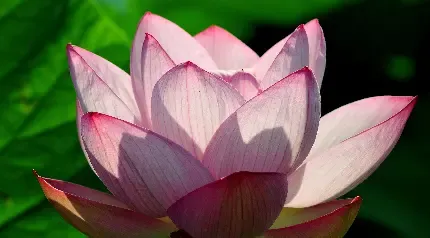  عکس گل نیلوفر آبی برای اینستاگرام