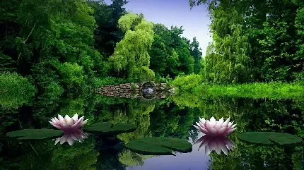  عکس گل نیلوفر آبی یا کیفیت بالا