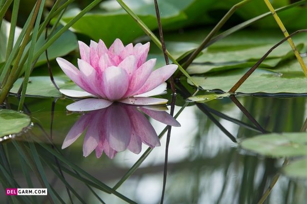  عکس گل نیلوفر آبی برای صفحه گوشی