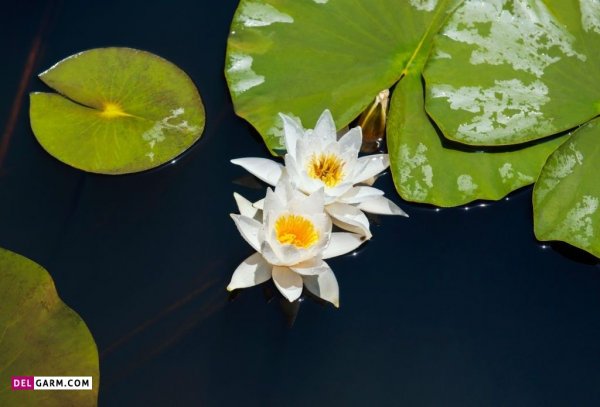  عکس گل نیلوفر آبی برای صفحه گوشی