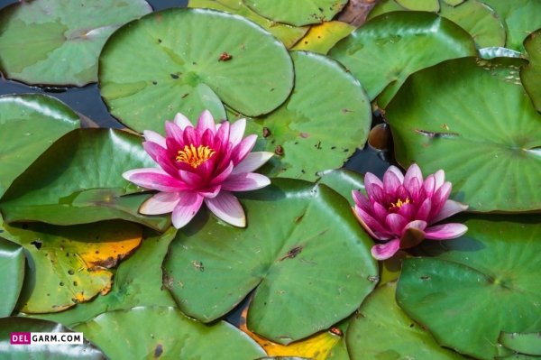  عکس گل نیلوفر آبی برای صفحه گوشی