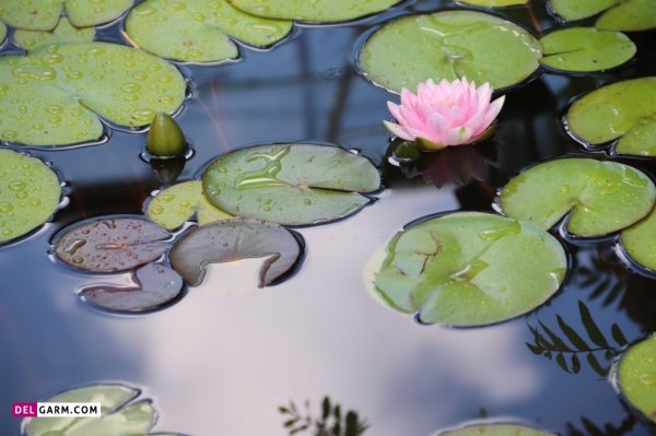  عکس گل نیلوفر آبی برای صفحه گوشی