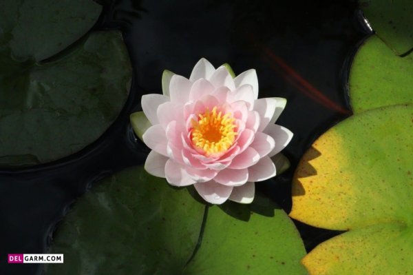  عکس گل نیلوفر آبی برای صفحه گوشی