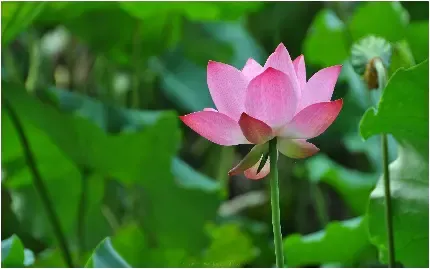  عکس گل نیلوفر آبی برای صفحه کامپیوتر