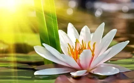  عکس گل نیلوفر آبی برای صفحه کامپیوتر