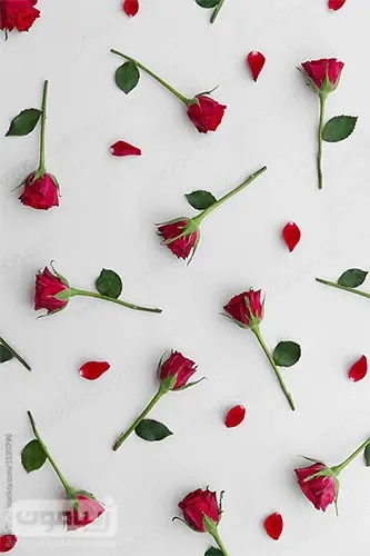  بک گراند گل