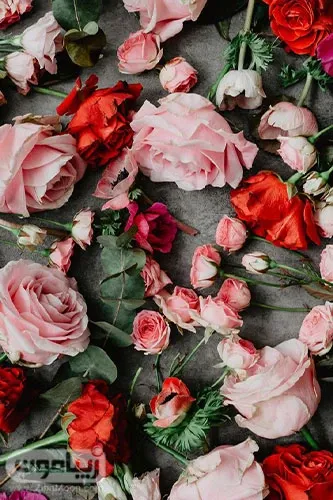  بک گراند گل