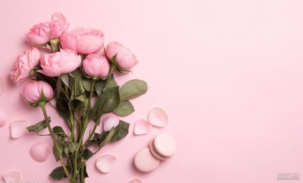  بک گراند گل