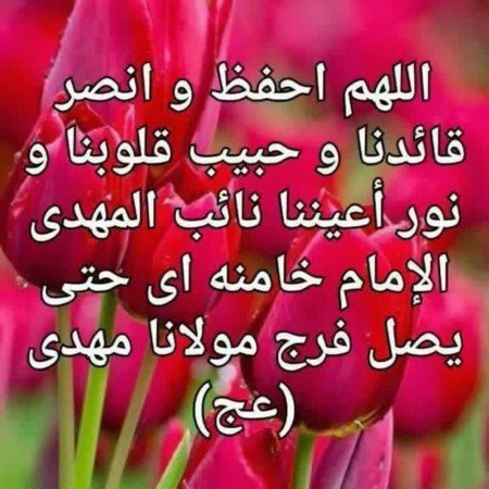  بک گراند گل لاله