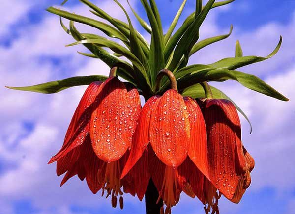  عکس گل لاله برای پروفایل