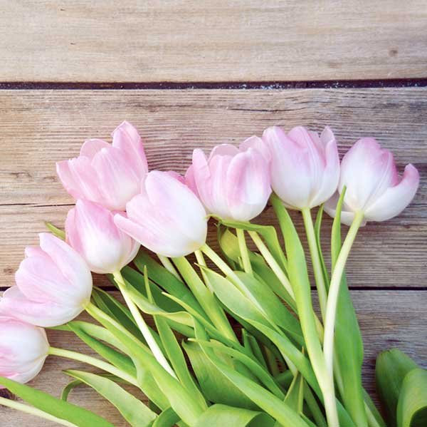  عکس گل لاله برای پروفایل